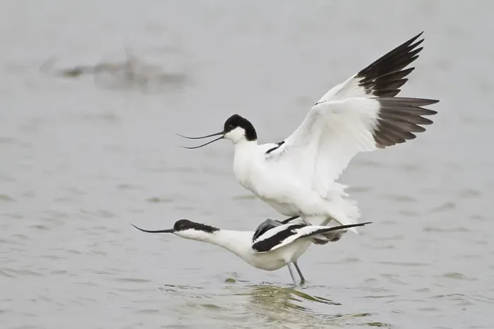 Framed Print : Pairing of two Pied Avocets (Recurvirostra avosetta) Framed Print : Pairing of two Pied Avocets (Recurvirostra avosetta)