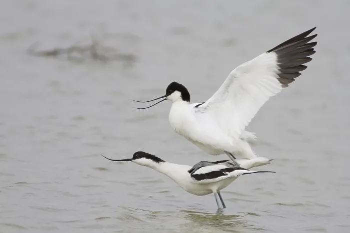 Framed Print : Pairing of two Pied Avocets (Recurvirostra avosetta)