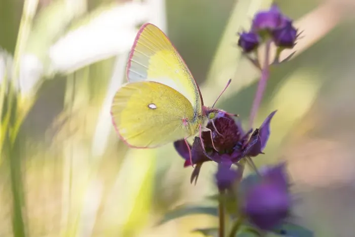 Framed Print : Palaeno sulphur (Colias palaeno)