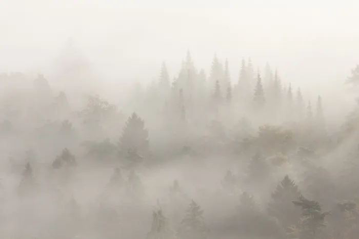 Framed Print : Palatinate Forest in morning mist