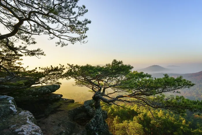 Framed Print : Palatinate Forest, morning mood