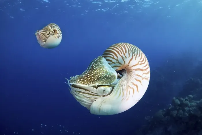Framed Print : Palau Nautiluses (Nautilus belauensis) Framed Print : Palau Nautiluses (Nautilus belauensis)