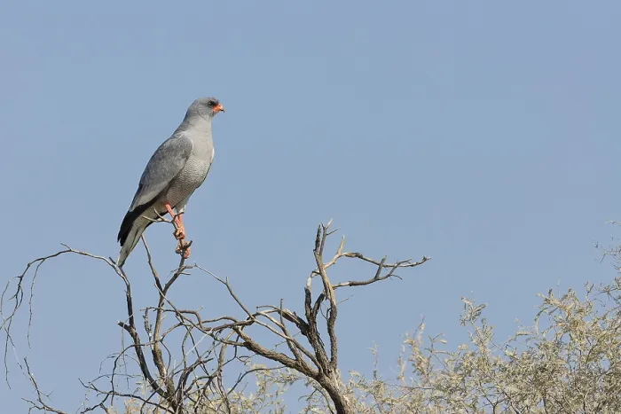 Framed Print : Pale chanting goshawk (Melierax canorus)