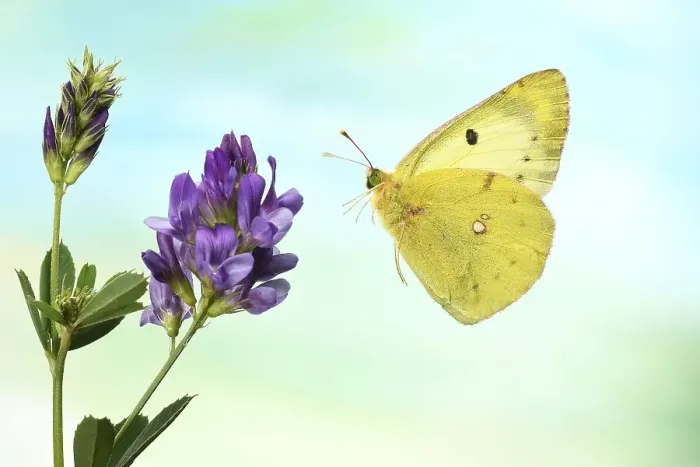 Framed Print : Pale Clouded Yellow (Colias hyale)