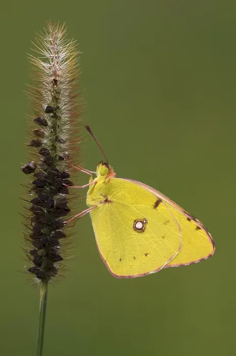 Framed Print : Pale Clouded Yellow (Colias hyale)