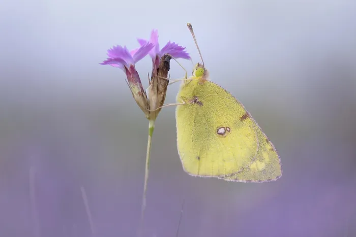 Framed Print : Pale Clouded Yellow (Colias hyale)