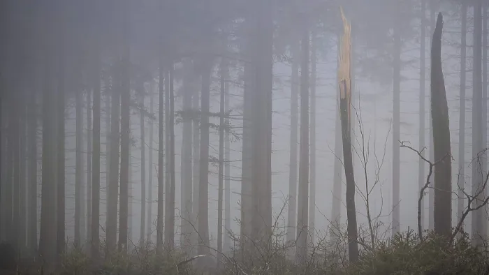 Framed Print : Pale fog envelops tall trees and creates a mystical atmosphere