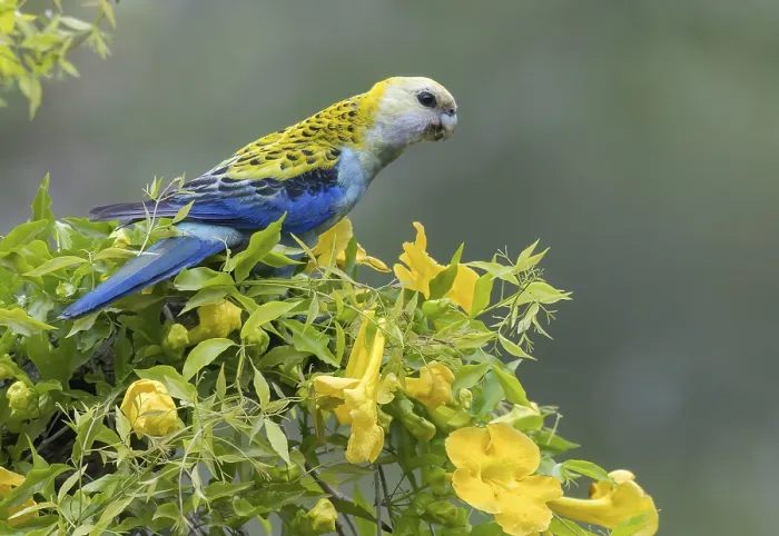 Framed Print : Pale-headed Rosella (Platycercus adscitus) perched on a branch in eastern Australia