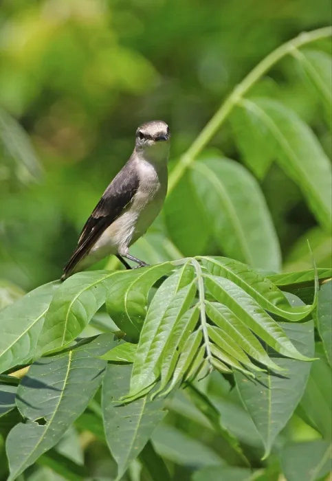 Framed Print : Pale-rumped Minivet, Pale-rumped Minivet