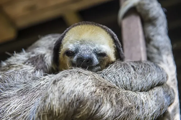Framed Print : Pale-throated sloth (Bradypus tridactylus)