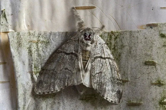 Framed Print : Pale Tussock (Calliteara pudibunda)