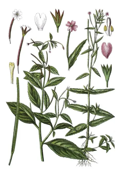 Framed Print : Pale willowherb (Epilobium roseum) on the left Framed Print : Pale willowherb (Epilobium roseum) on the left