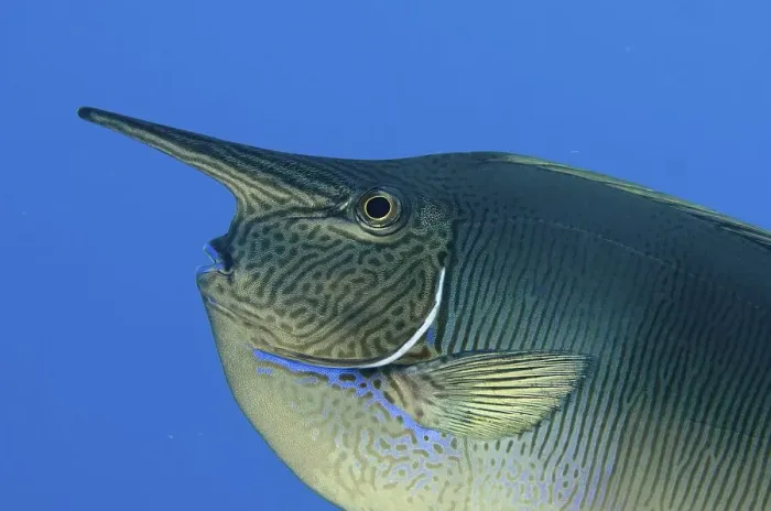 Framed Print : Palefin Unicornfish (Naso brevirostris)