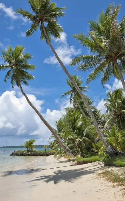 Framed Print : Palm beach with tall coconut palms (Cocos nucifera) on the Pacific coast