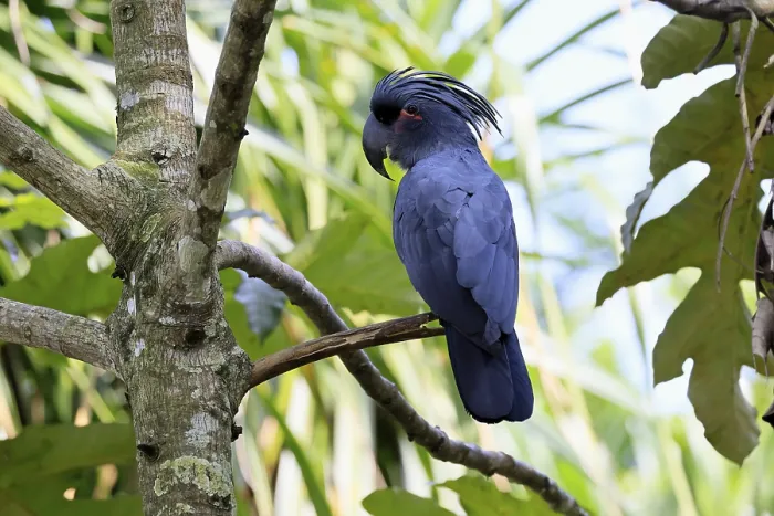 Framed Print : Palm Cockatoo (Probosciger aterrimus)