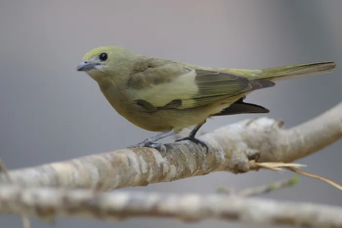 Framed Print : Palm Tanager (Thraupis palmarum)