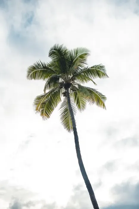 Framed Print : Palm tree at a hawaiian beach. Fashion