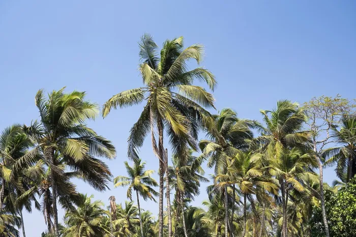 Framed Print : Palm trees on the beach in Goa