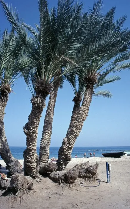 Framed Print : Palm trees, beach, Nuweiba, Sinai Peninsula, Egypt, September 1989, vintage, retro, old, historical, Africa