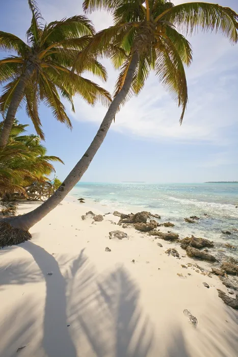 Framed Print : Palm trees on the Cocos (Keeling) Atoll