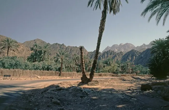 Framed Print : Palm trees, Feiran Oasis, Sinai Peninsula, Egypt, September 1989, vintage, retro, old, historical, Africa