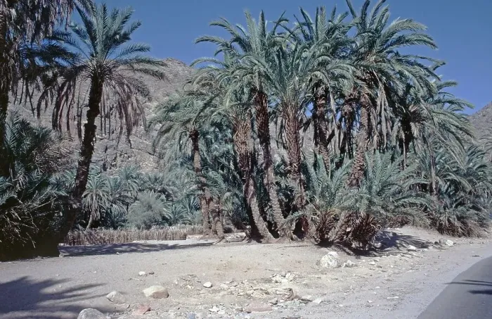 Framed Print : Palm trees, Feiran Oasis, Sinai Peninsula, Egypt, September 1989, vintage, retro, old, historical, Africa