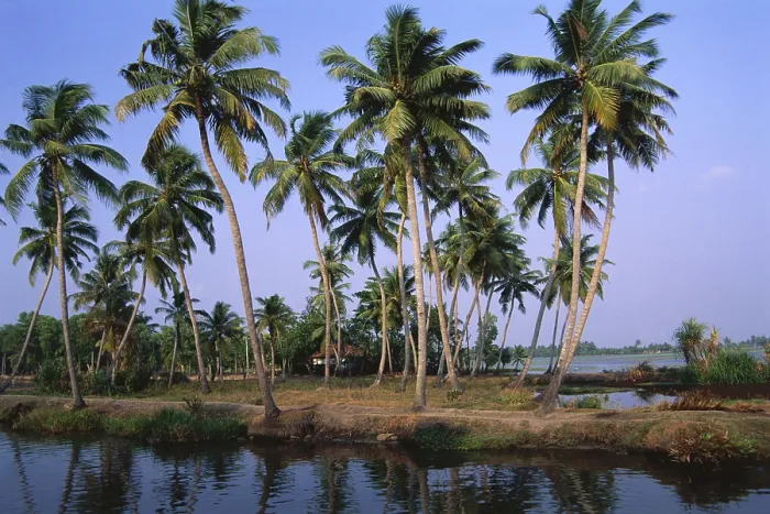 Framed Print : Palm trees, Kerala, India Framed Print : Palm trees, Kerala, India