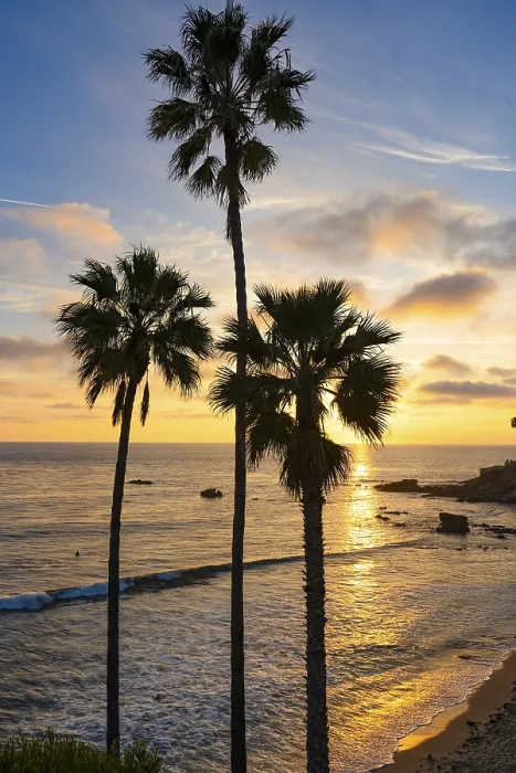 Framed Print : Three palm trees silhouetted against a vibrant Laguna Beach sunset Framed Print : Three palm trees silhouetted against a vibrant Laguna Beach sunset
