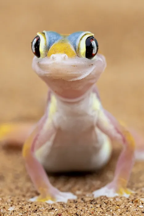 Framed Print : Palmato gecko (Pachydactylus rangei)