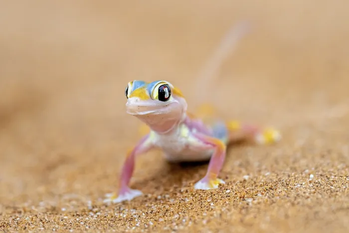 Framed Print : Palmato gecko (Pachydactylus rangei)