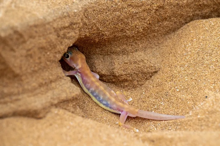 Framed Print : Palmato gecko (Pachydactylus rangei) digging a cave Framed Print : Palmato gecko (Pachydactylus rangei) digging a cave