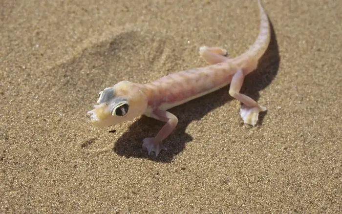 Framed Print : Palmatogecko, Namibia, Africa
