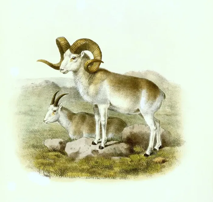 Framed Print : Pamirian breed of Marco Polo sheep (Ovis ammon polii) Framed Print : Pamirian breed of Marco Polo sheep (Ovis ammon polii)