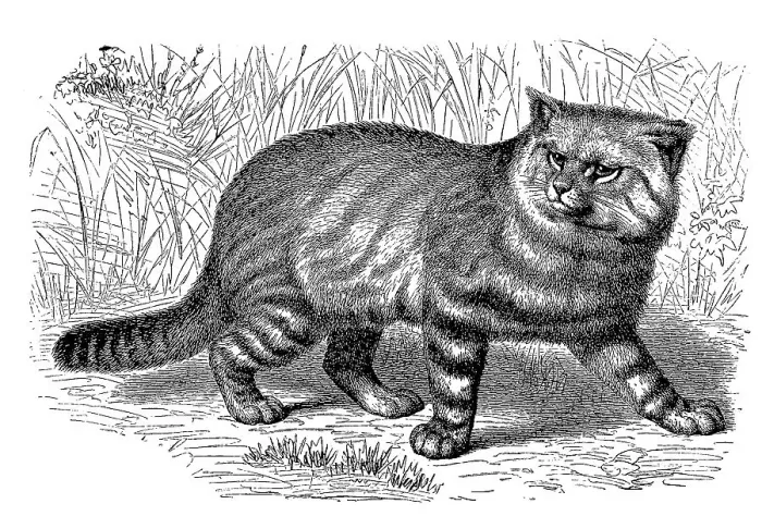 Framed Print : Pampas cat (Leopardus colocolo) Framed Print : Pampas cat (Leopardus colocolo)