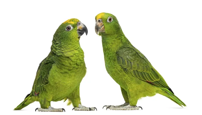 Framed Print : Panama Amazon and Yellow-crowned Amazon isolated on white Framed Print : Panama Amazon and Yellow-crowned Amazon isolated on white