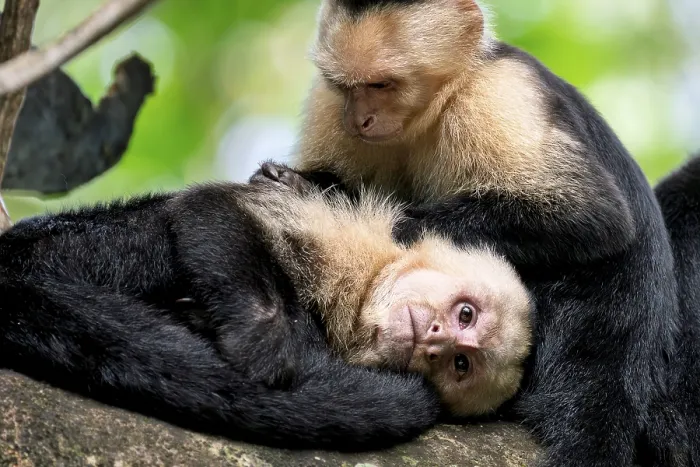 Framed Print : Panama capuchin monkey (Cebus imitator)