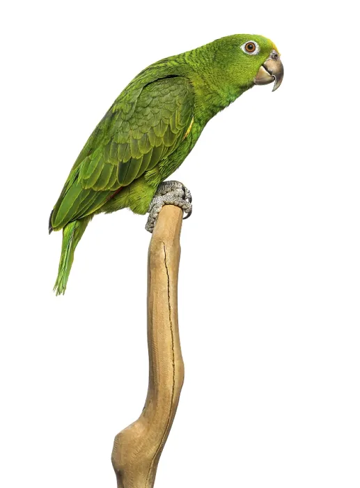 Framed Print : Panama Yellow-headed Amazon (5 months old) perched on a branch