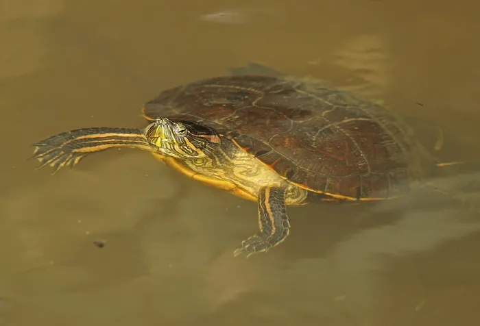 Framed Print : Panamanian Slider (Trachemys venusta panamensis) adult