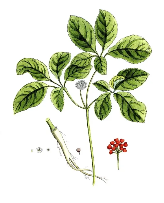 Framed Print : Panax quinquefolium, American ginseng