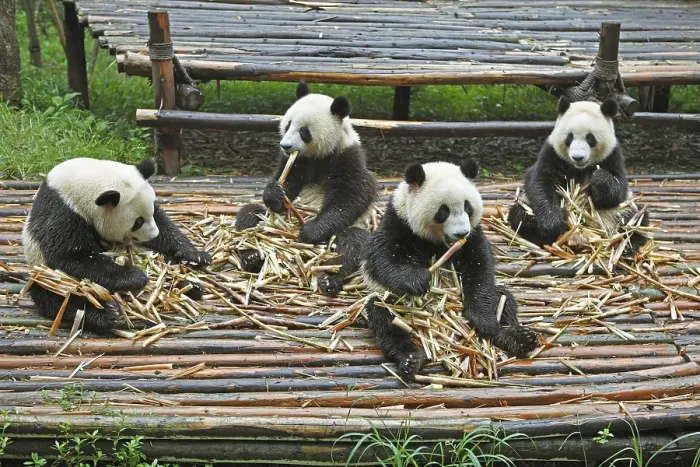 Framed Print : Panda bears or Giant Pandas (Ailuropoda melanoleuca) eat bamboo shoots