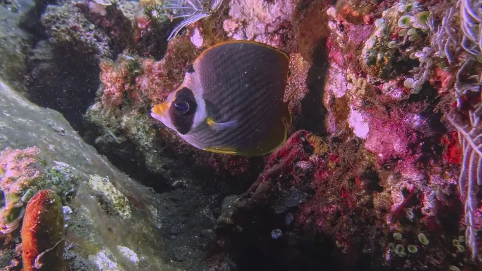 Framed Print : A panda butterflyfish (Chaetodon adiergastos) swims along a vibrant