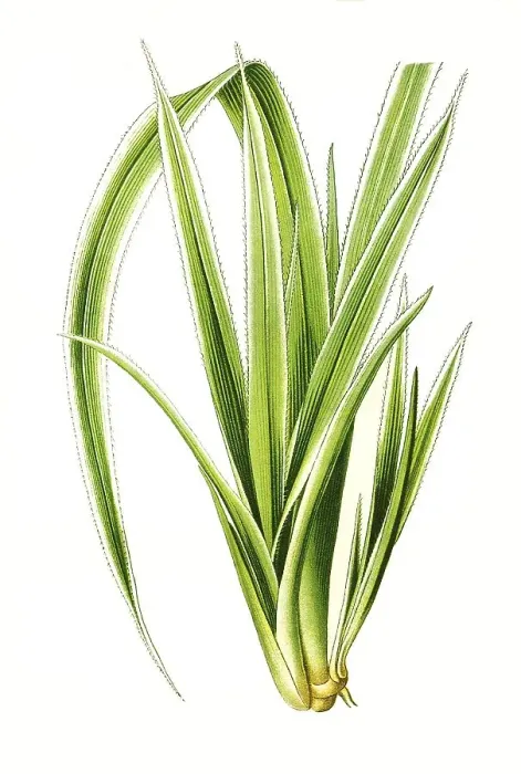 Framed Print : Pandanus veitchi, Veitchs Screw-Pine Framed Print : Pandanus veitchi, Veitchs Screw-Pine