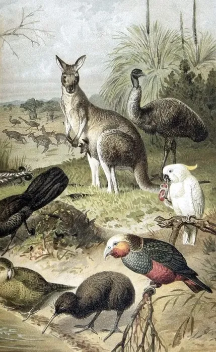 Framed Print : Panel on Australian fauna, from Meyers Konversationslexikon encyclopedia