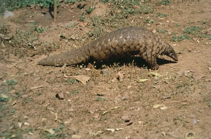 Framed Print : Pangolin Ant Eater (Manis Crassicaudata)