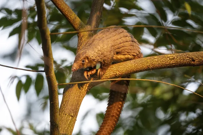 Framed Print : Pangolin climbing a tree, white-bellied pangolin (Phataginus tricuspis) Framed Print : Pangolin climbing a tree, white-bellied pangolin (Phataginus tricuspis)