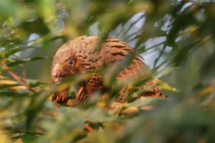 Framed Print : Pangolin climbing a tree, white-bellied pangolin (Phataginus tricuspis)
