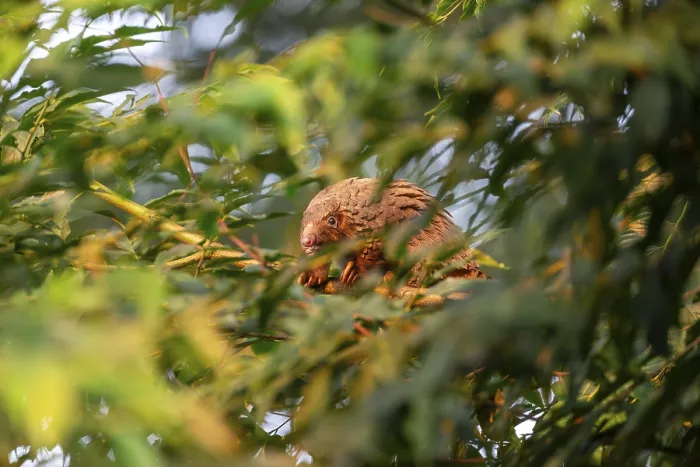 Framed Print : Pangolin climbing a tree, white-bellied pangolin (Phataginus tricuspis) Framed Print : Pangolin climbing a tree, white-bellied pangolin (Phataginus tricuspis)