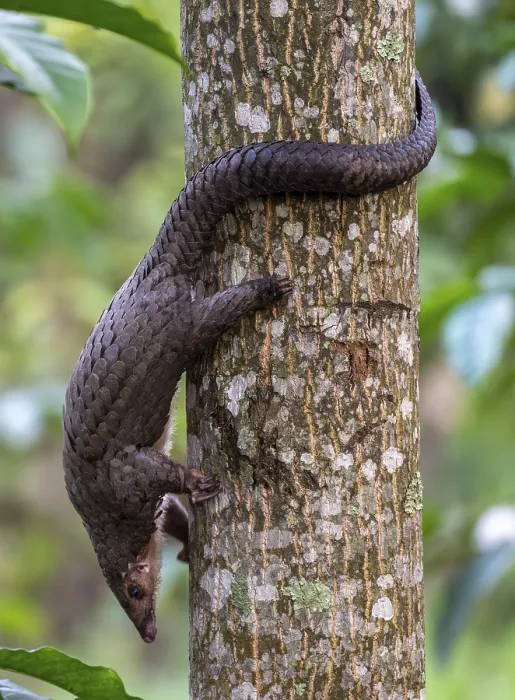 Framed Print : Pangolin climbing a tree, white-bellied pangolin (Phataginus tricuspis)