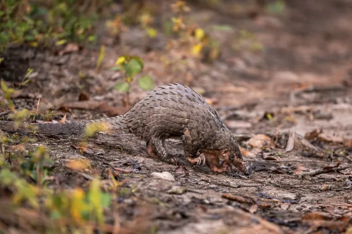 Framed Print : Pangolin on the ground, white-bellied pangolin (Phataginus tricuspis)