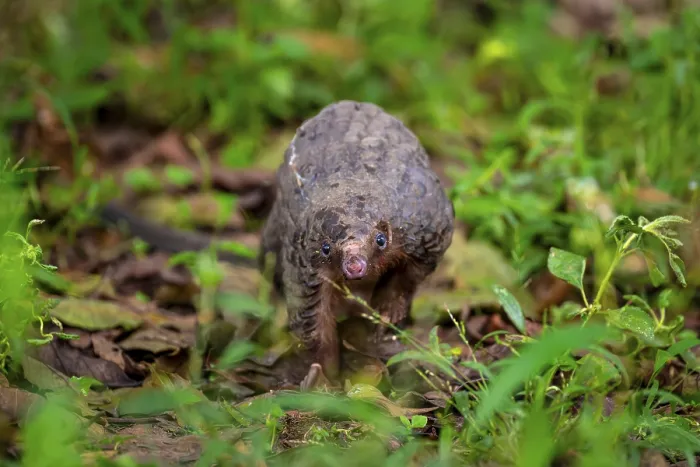 Framed Print : Pangolin on the ground, white-bellied pangolin (Phataginus tricuspis) Framed Print : Pangolin on the ground, white-bellied pangolin (Phataginus tricuspis)